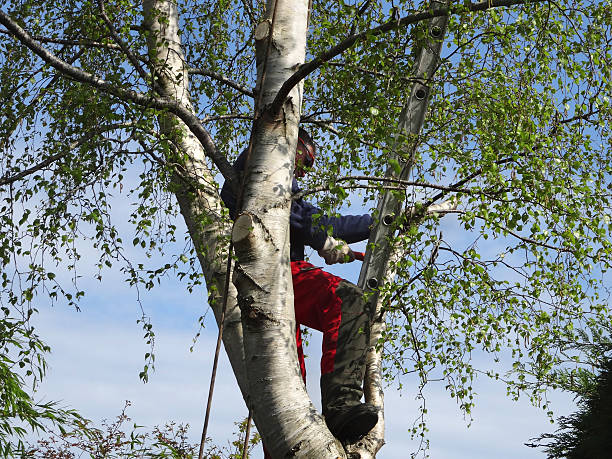 Best Storm Damage Tree Cleanup  in Atwood, KS