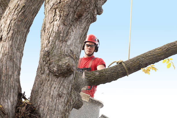 Best Tree Maintenance Programs  in Atwood, KS